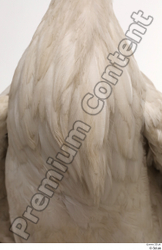 Chest Bird Animal photo references